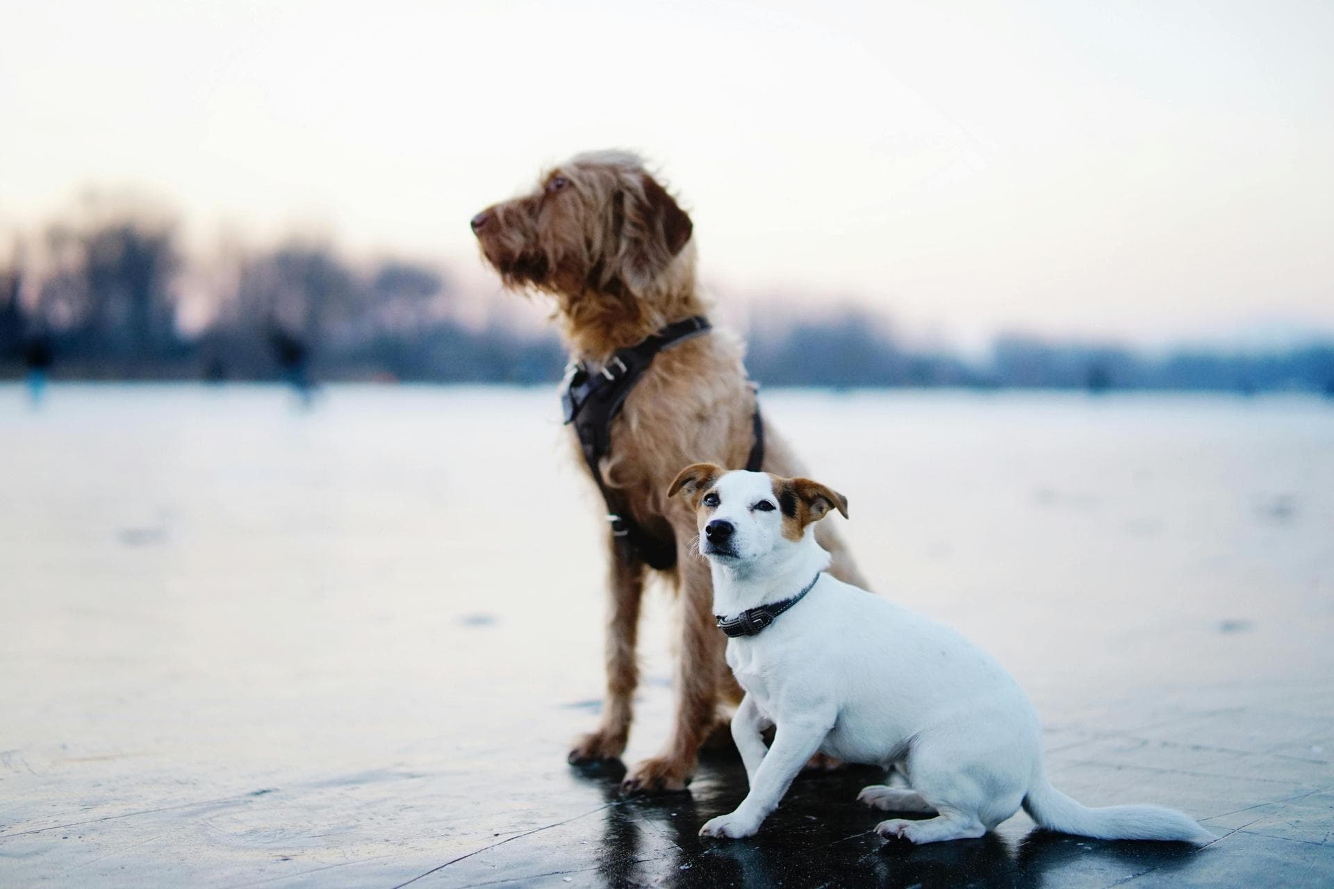 Dog Spay Castrate Neutering Prices in Liverpool