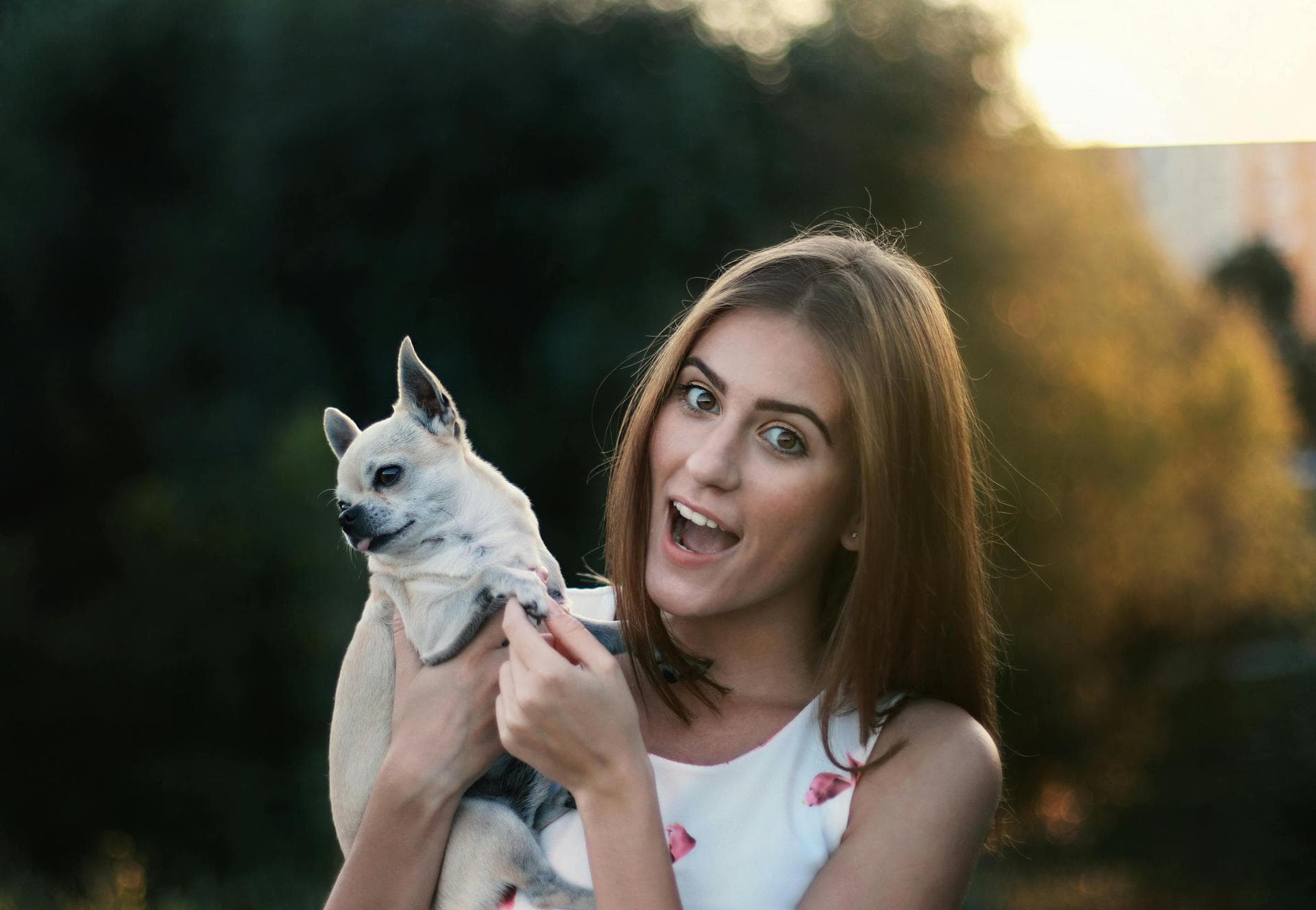Dog Cremation Prices in Liverpool