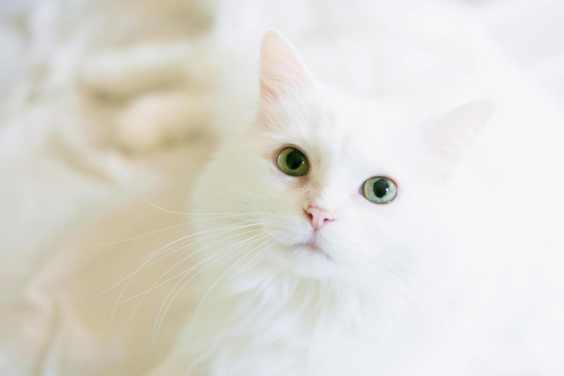 Cat Spay Castrate Neutering Prices in Liverpool