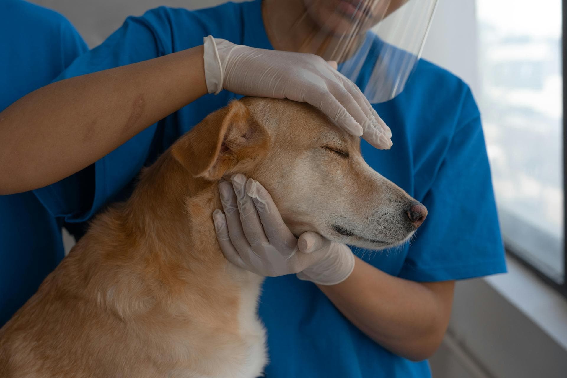 Dog Euthanasia Put Down Prices in Liverpool