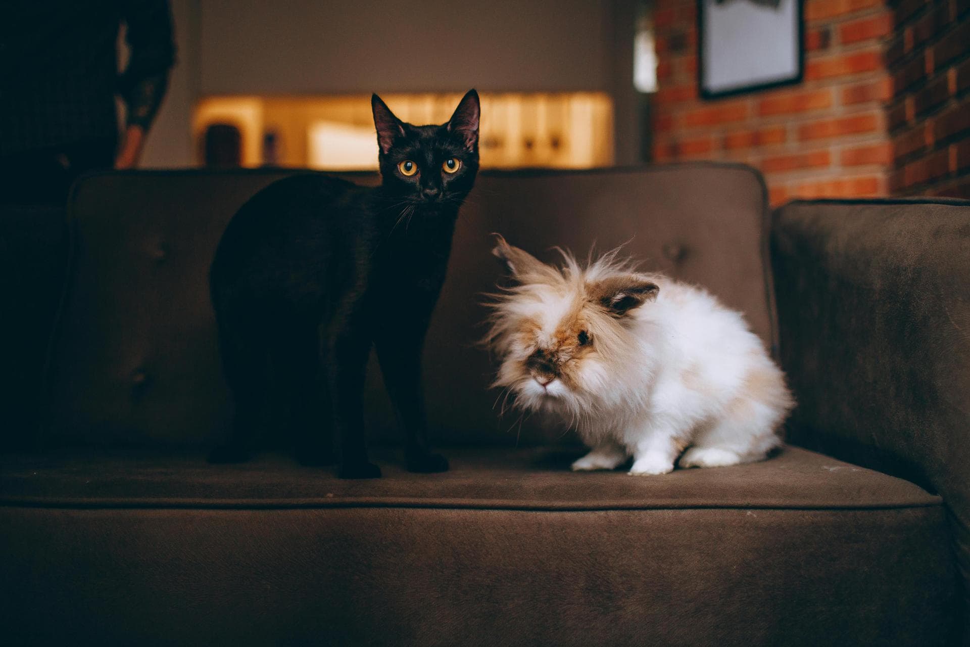 Cat Spaying Prices in Liverpool